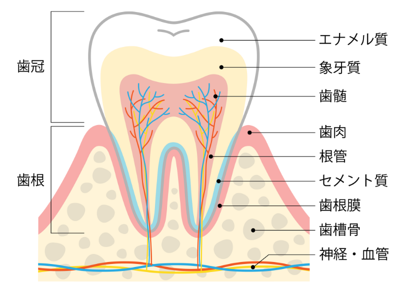 歯の内部構造|ABC歯科