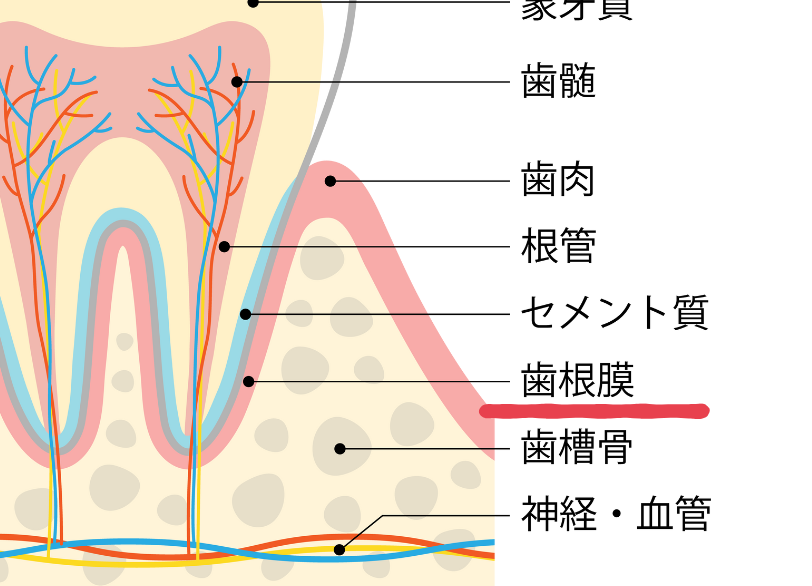 歯根膜|ABC歯科